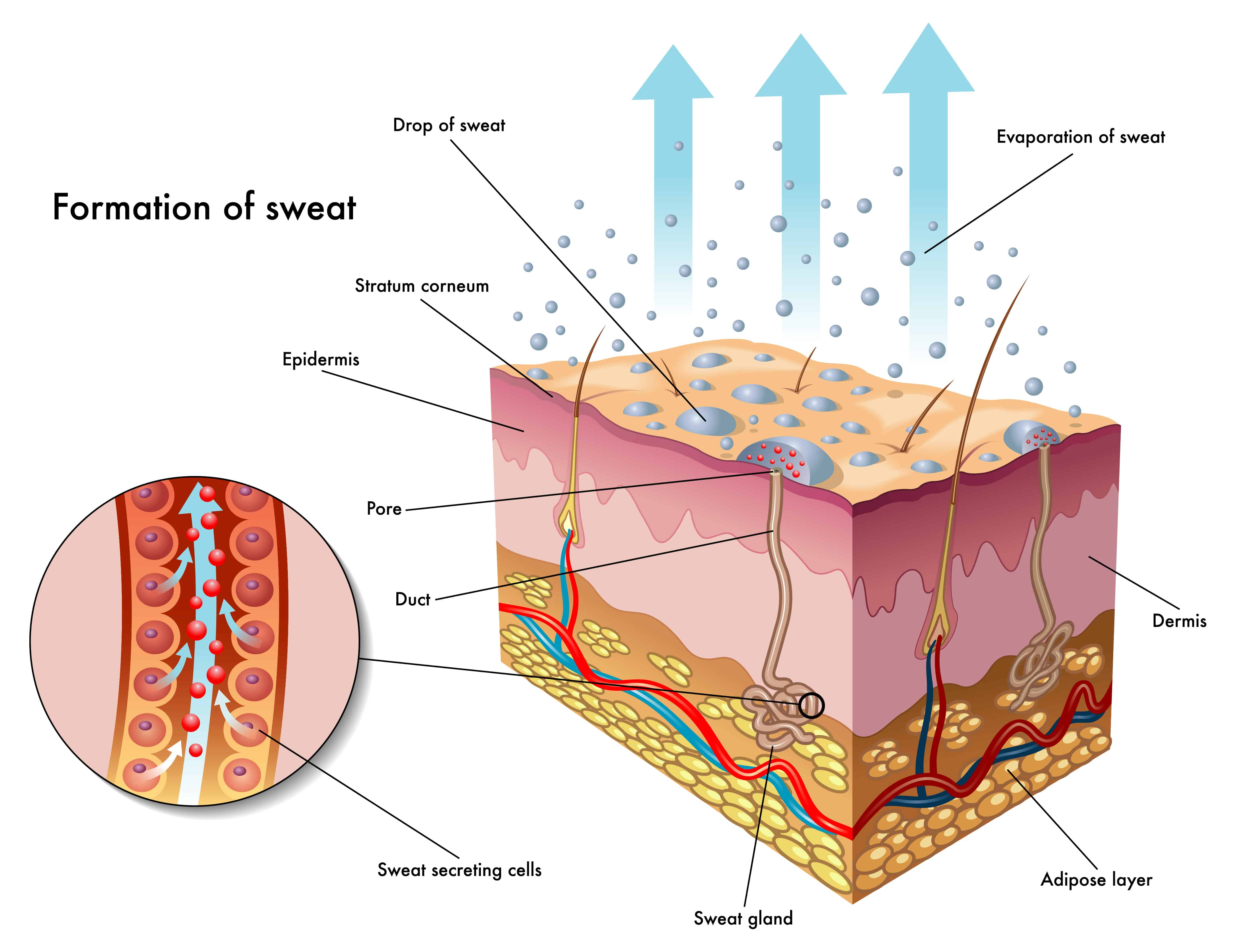 Formation of Sweat