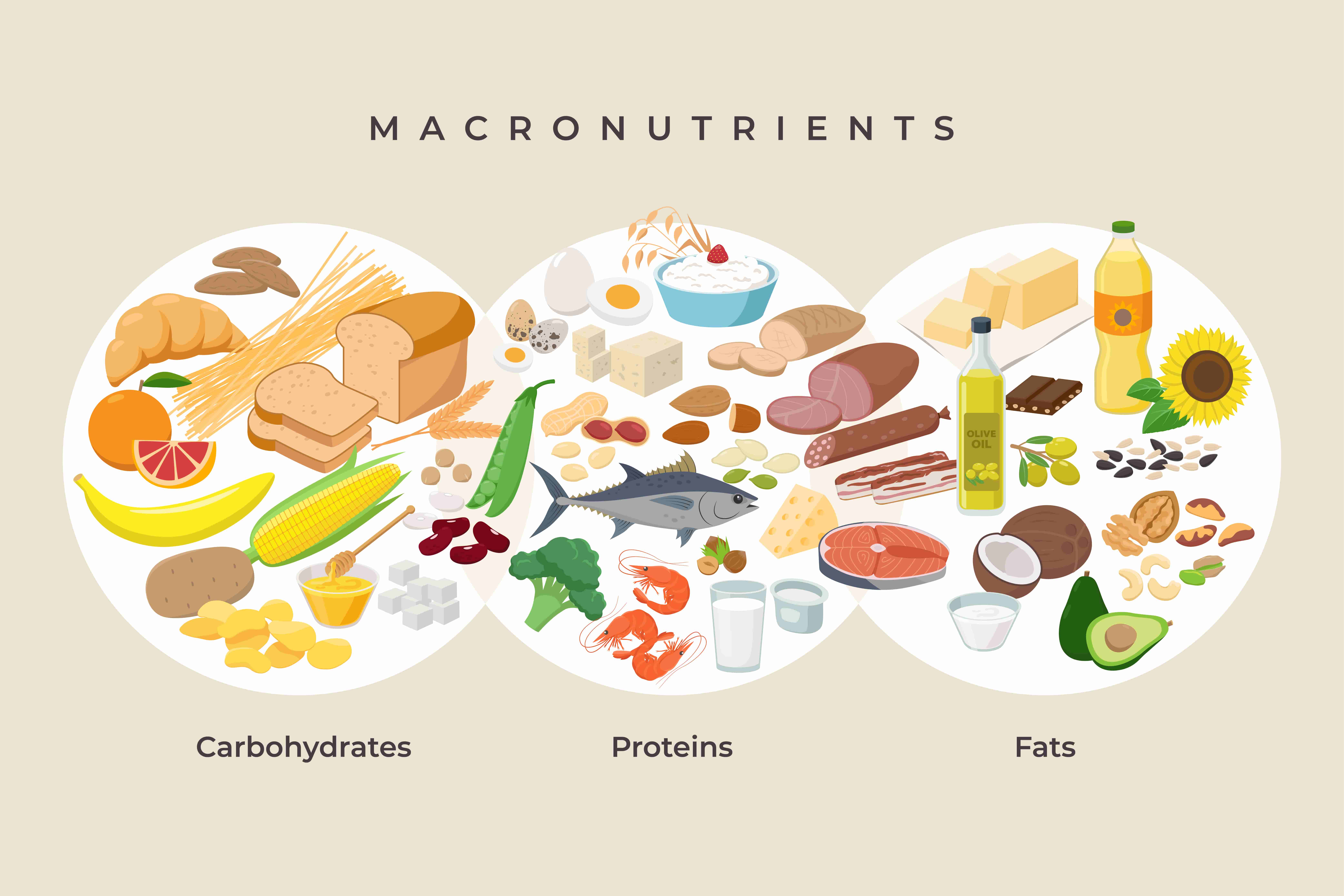 Macronutrients: Carbohydrates, Proteins, Fats